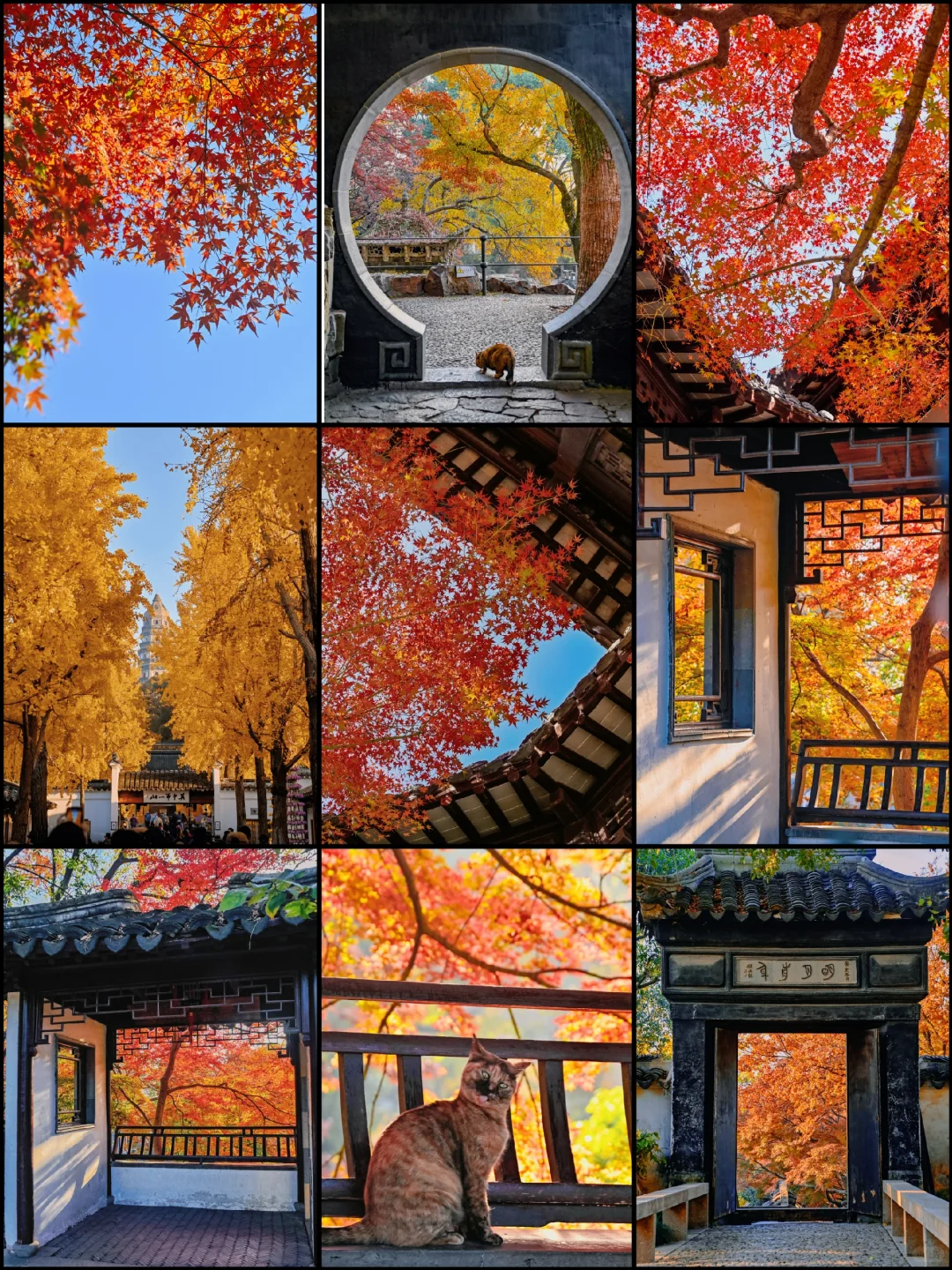 虎丘实况11.29