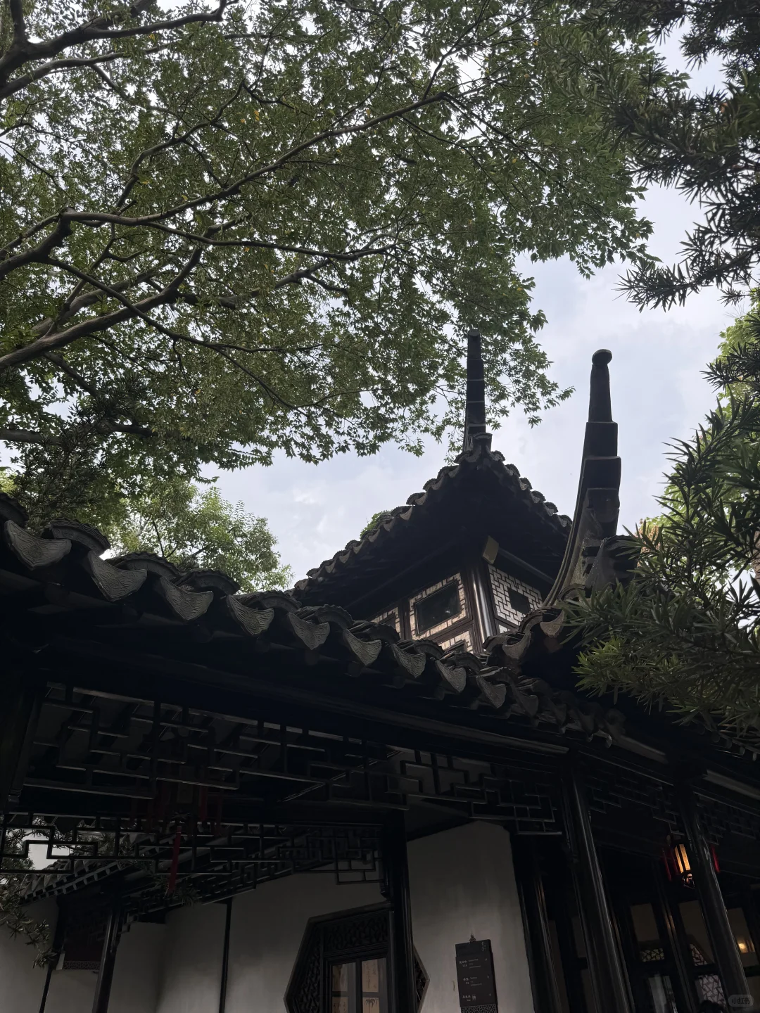 蘇