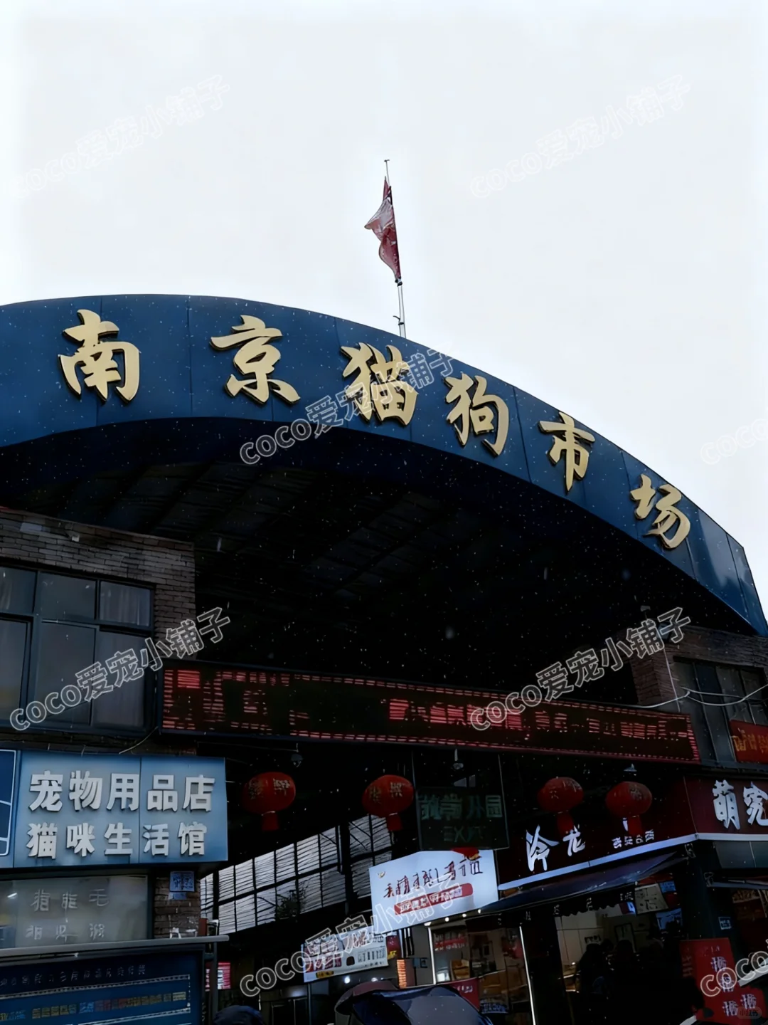 南京猫狗市场！快来看一看推荐🔥🔥🔥🔥🔥🔥