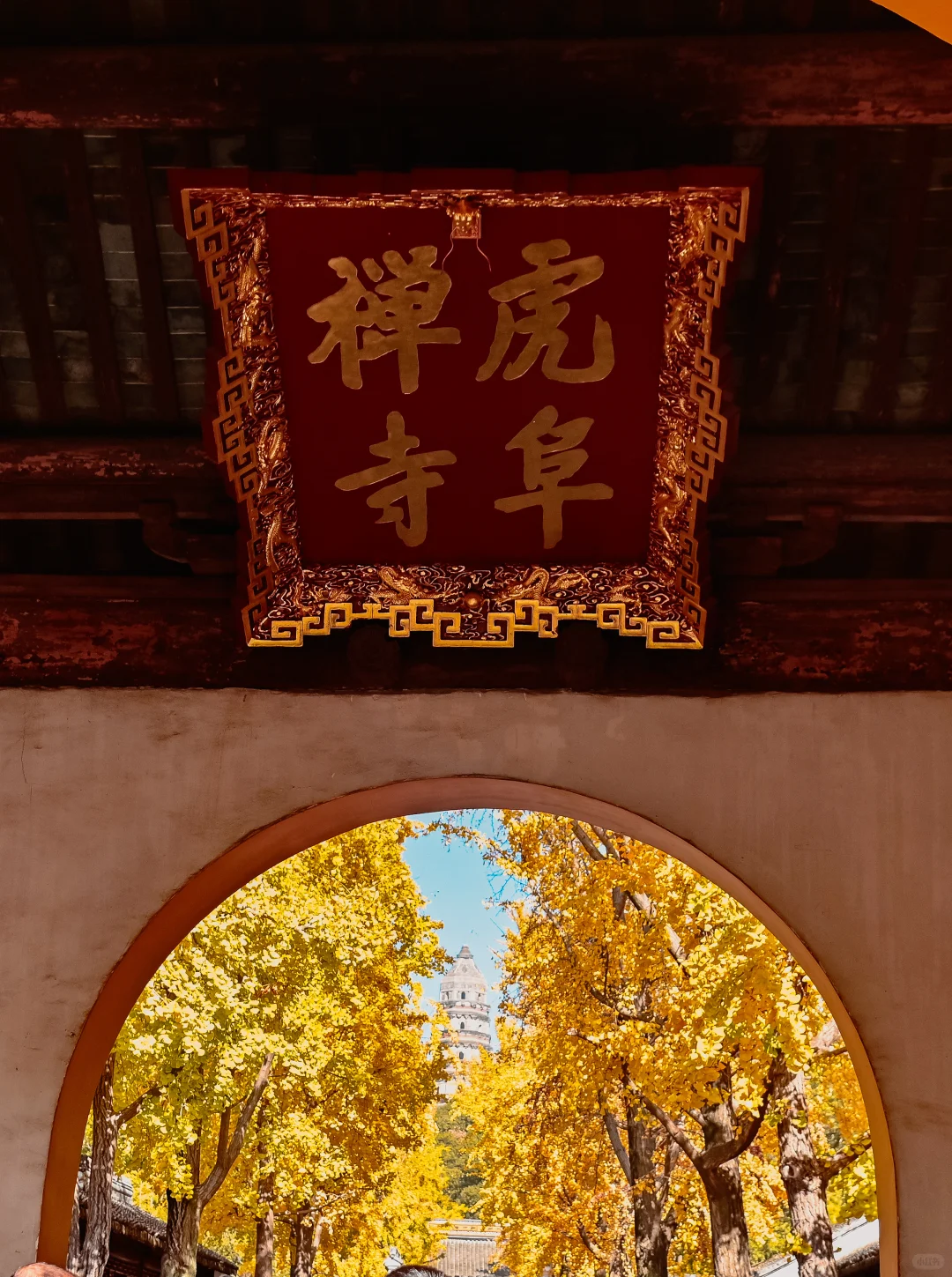 虎丘实况11.29
