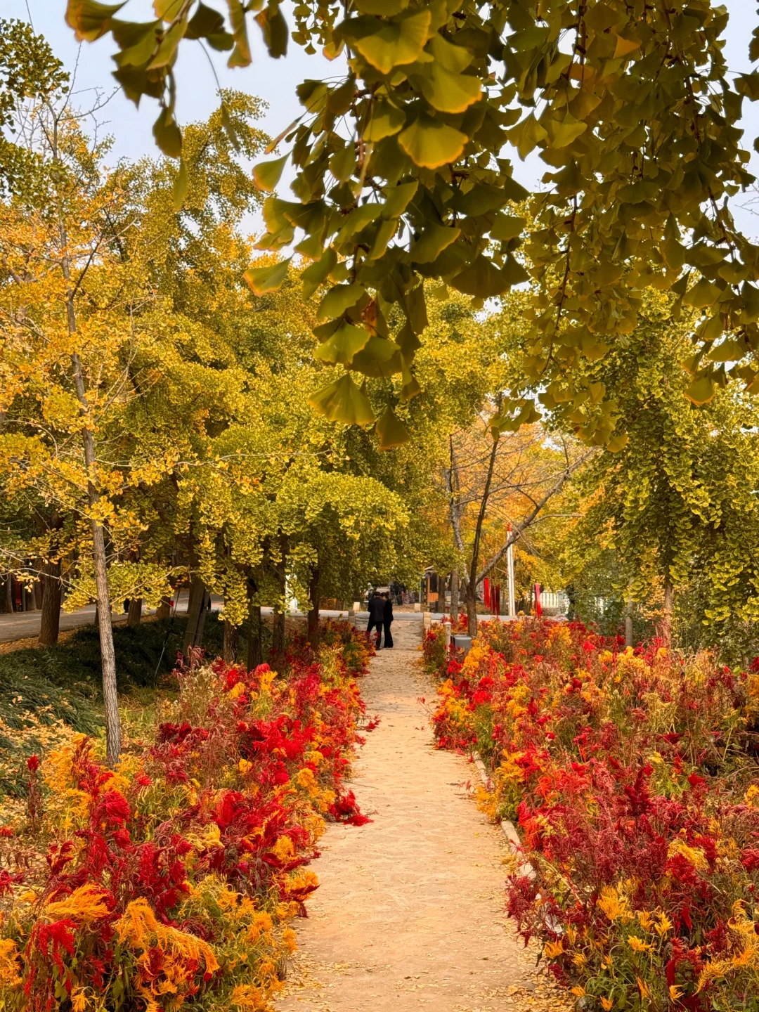 徐州的秋天🍂真的美疯了！！！