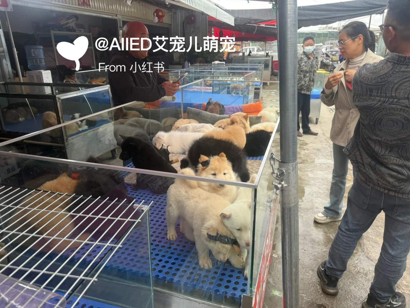 徐州超大宠物市场！买猫买狗一只也是批发价