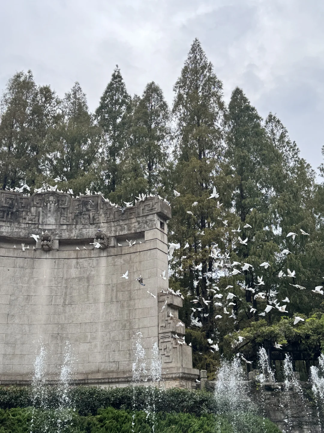 📍南京音乐台🎵｜拍到了鸽群飞舞！
