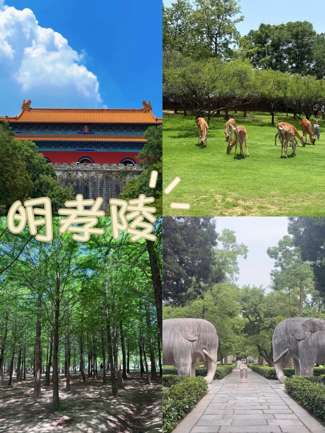南京地陪