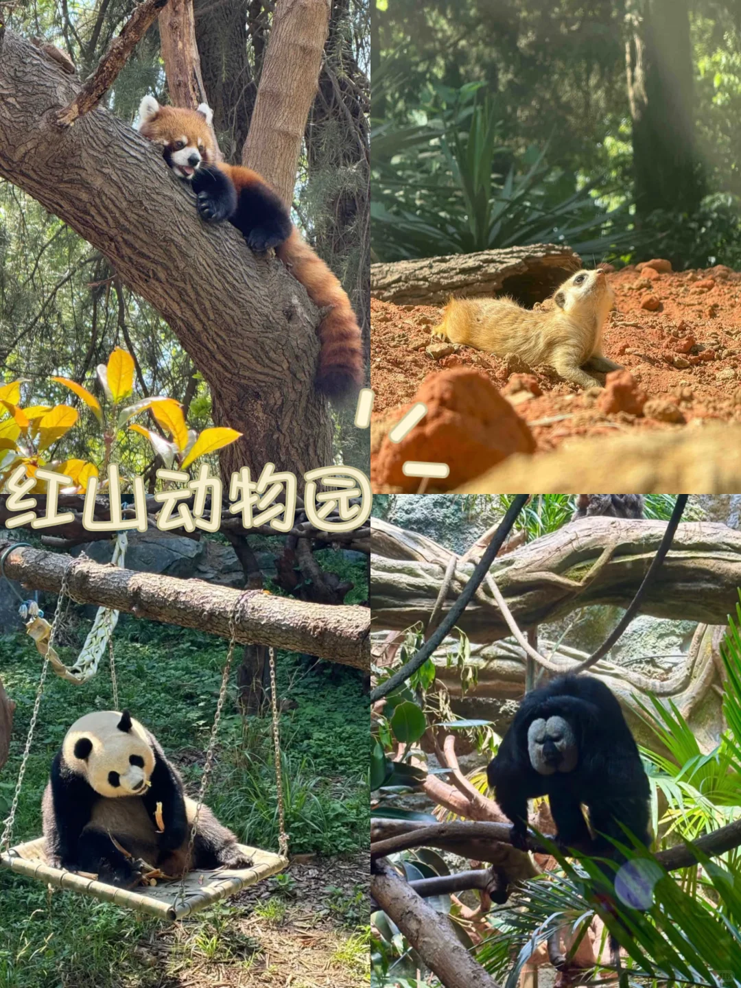 南京地陪