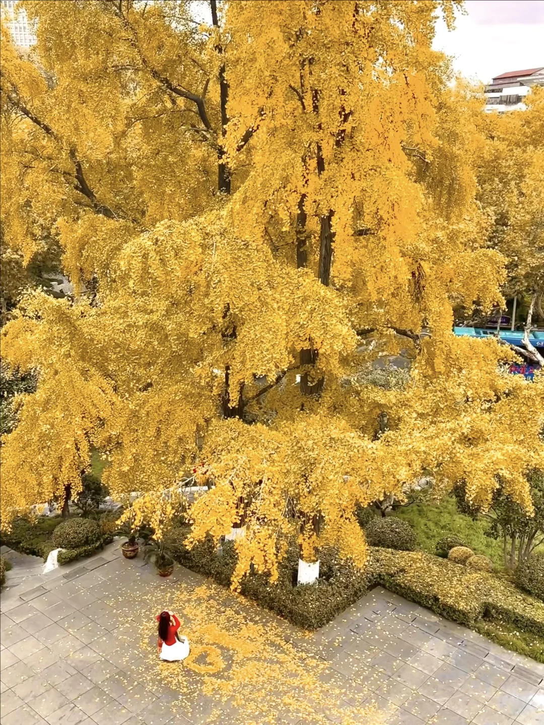 为了这1️⃣8️⃣张图，我特意秋天来了趟南京🍂