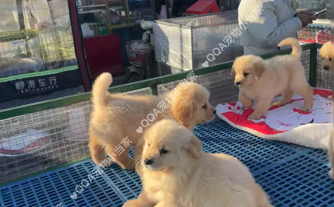 南京六合区宠物市场一条街带大家看看