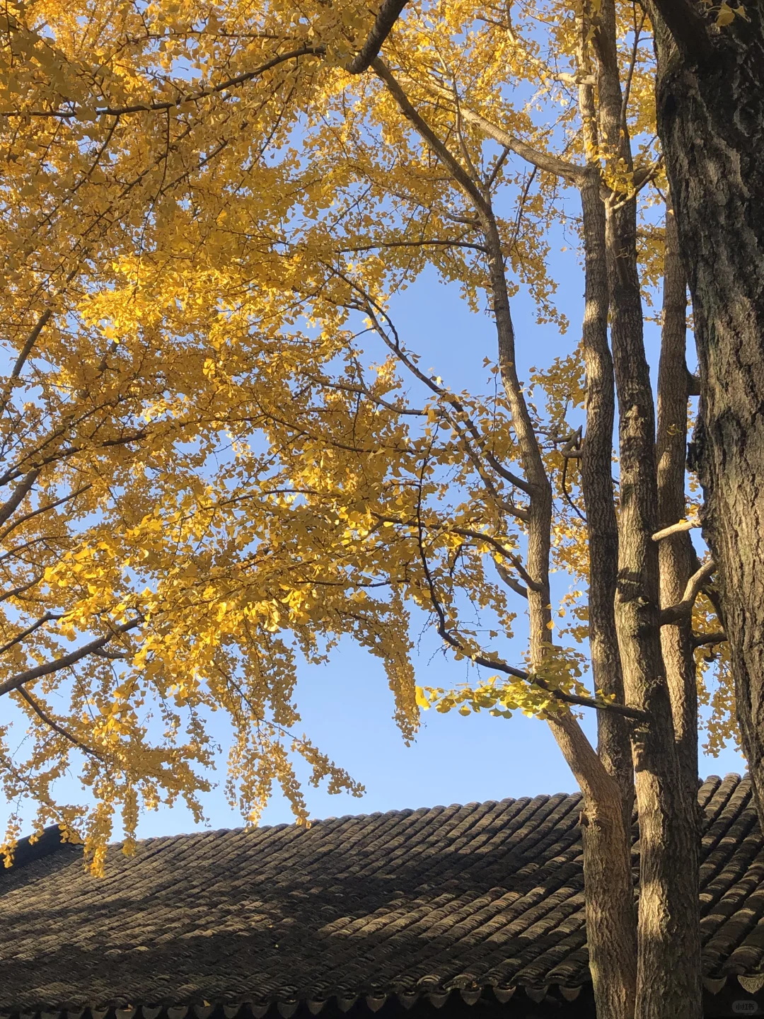苏州拙政园