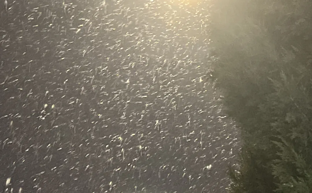 /下雪了❄️
