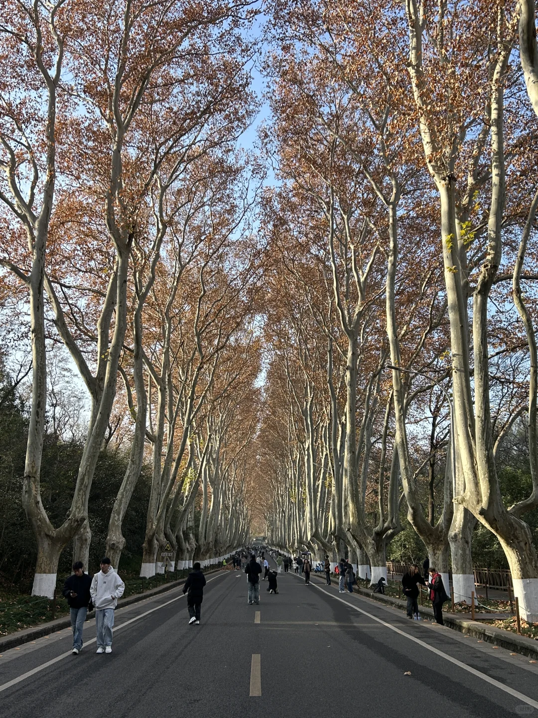 12.14 南京梧桐大道实况…