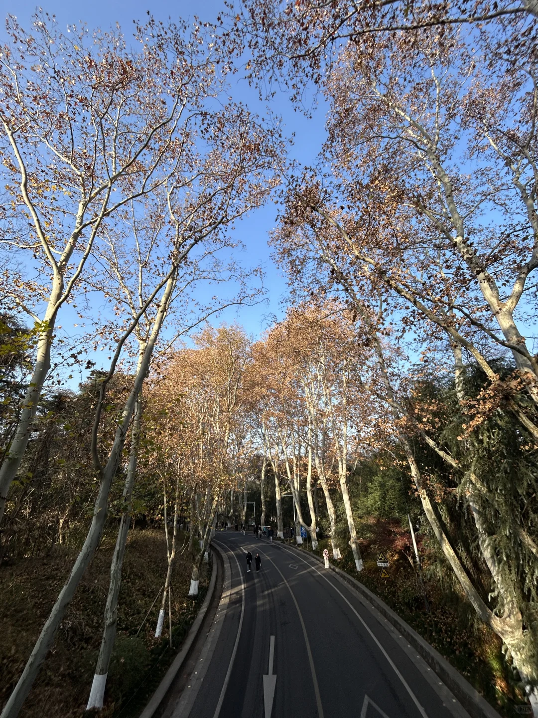 12.14 南京梧桐大道实况…