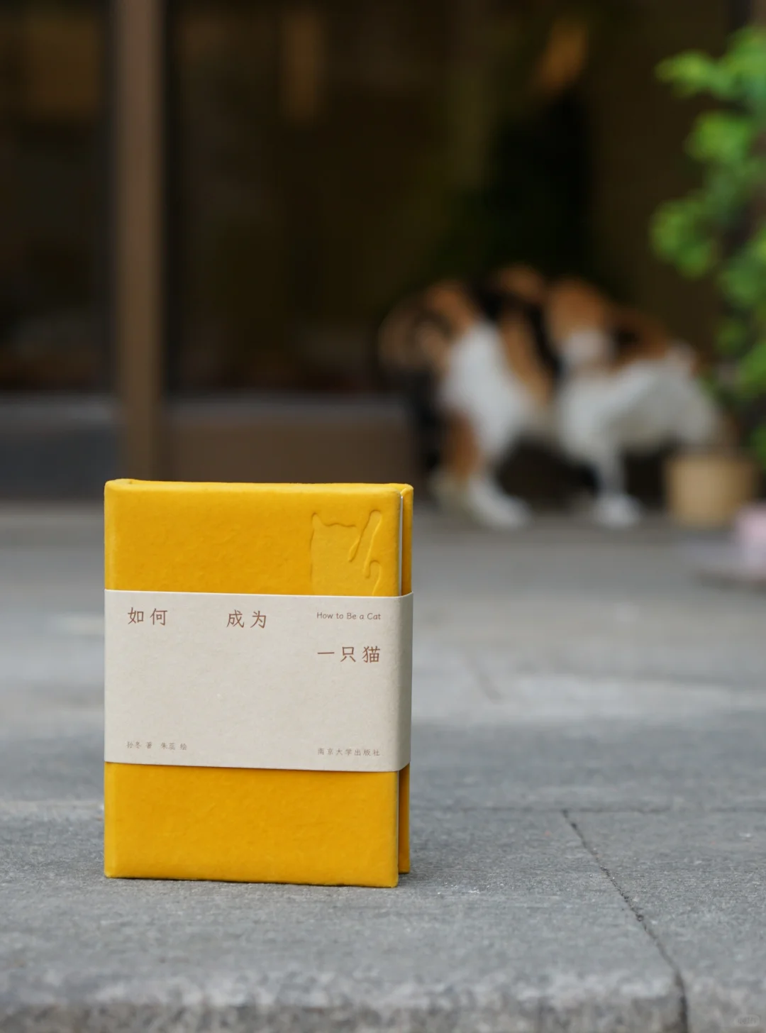 在南京大学的猫书展！书页藏猫·万象皆柔