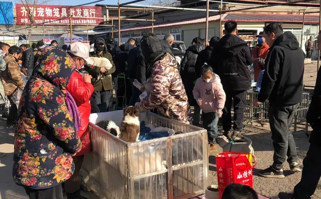 南京宠物市场今天带大家来看看😍