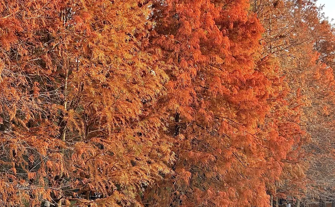 12.14 南京梧桐大道实况…