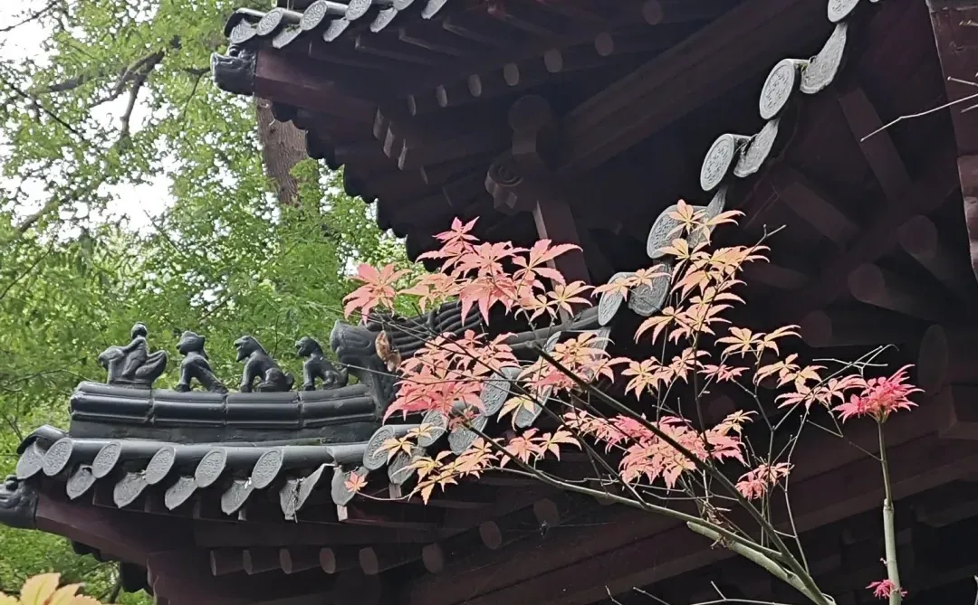 南京！栖霞山下的禅意酒店，488绝了住带票