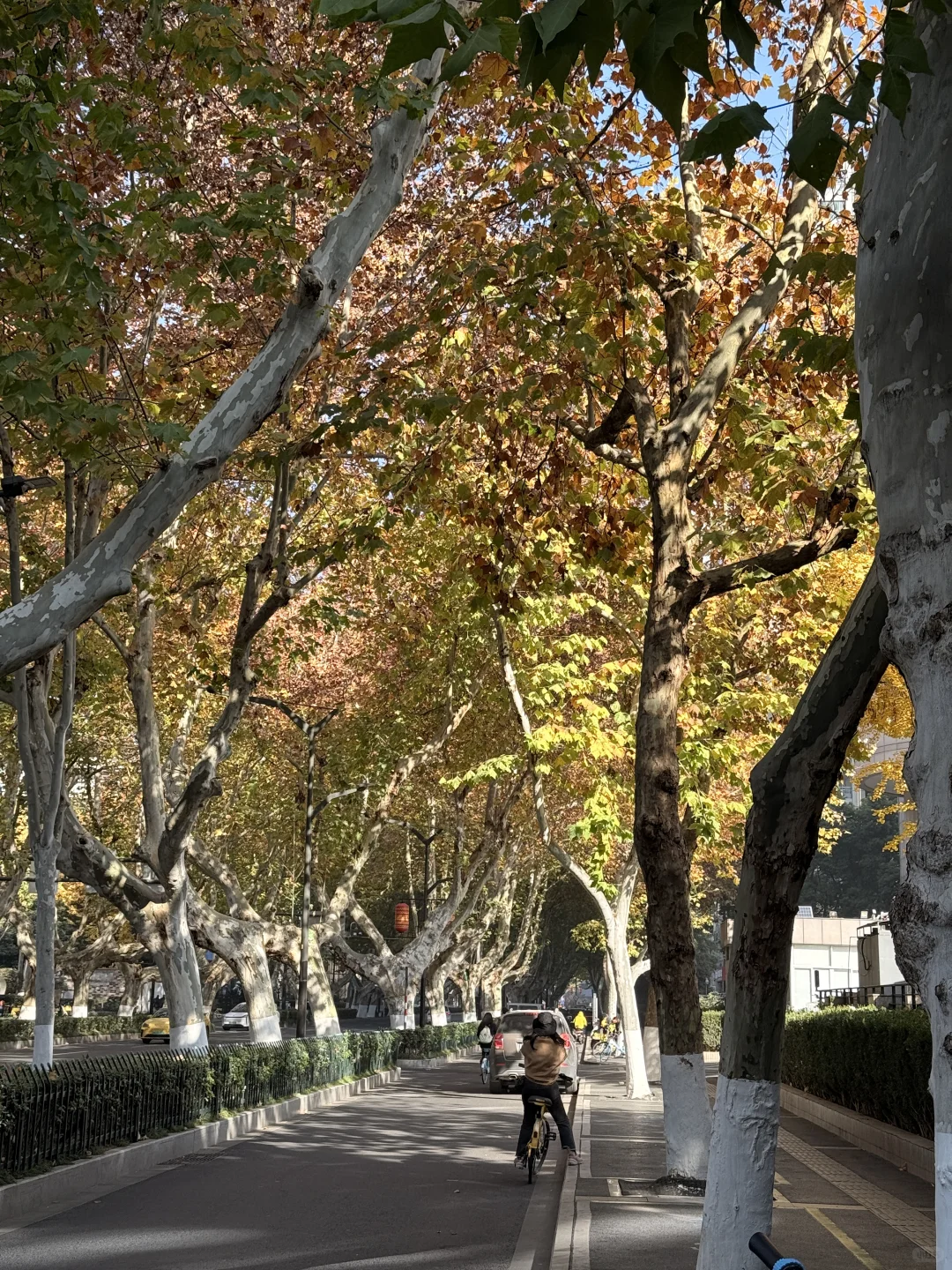 南京citywalk⌛️在大街小巷散步的3h（附路线