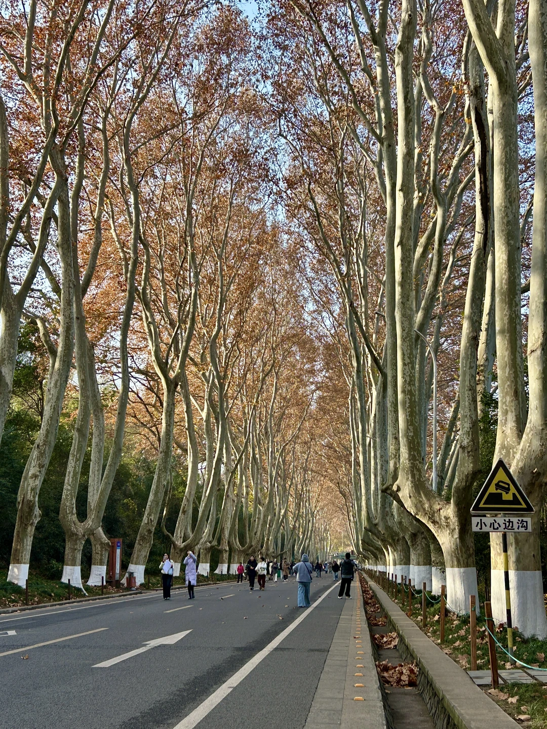 12.14 南京梧桐大道实况…