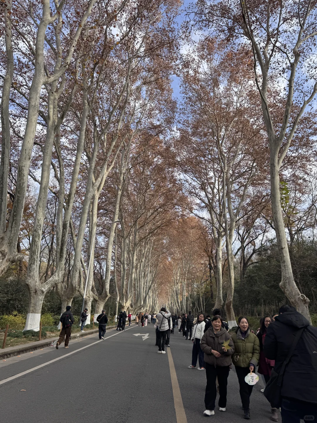 12.16 南京梧桐大道实况