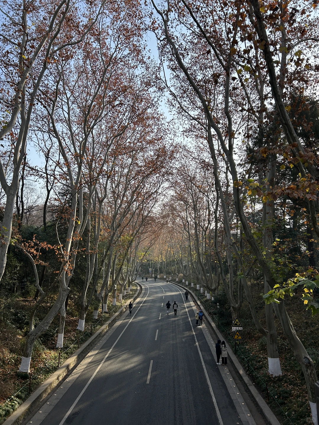 12.14 南京梧桐大道实况…