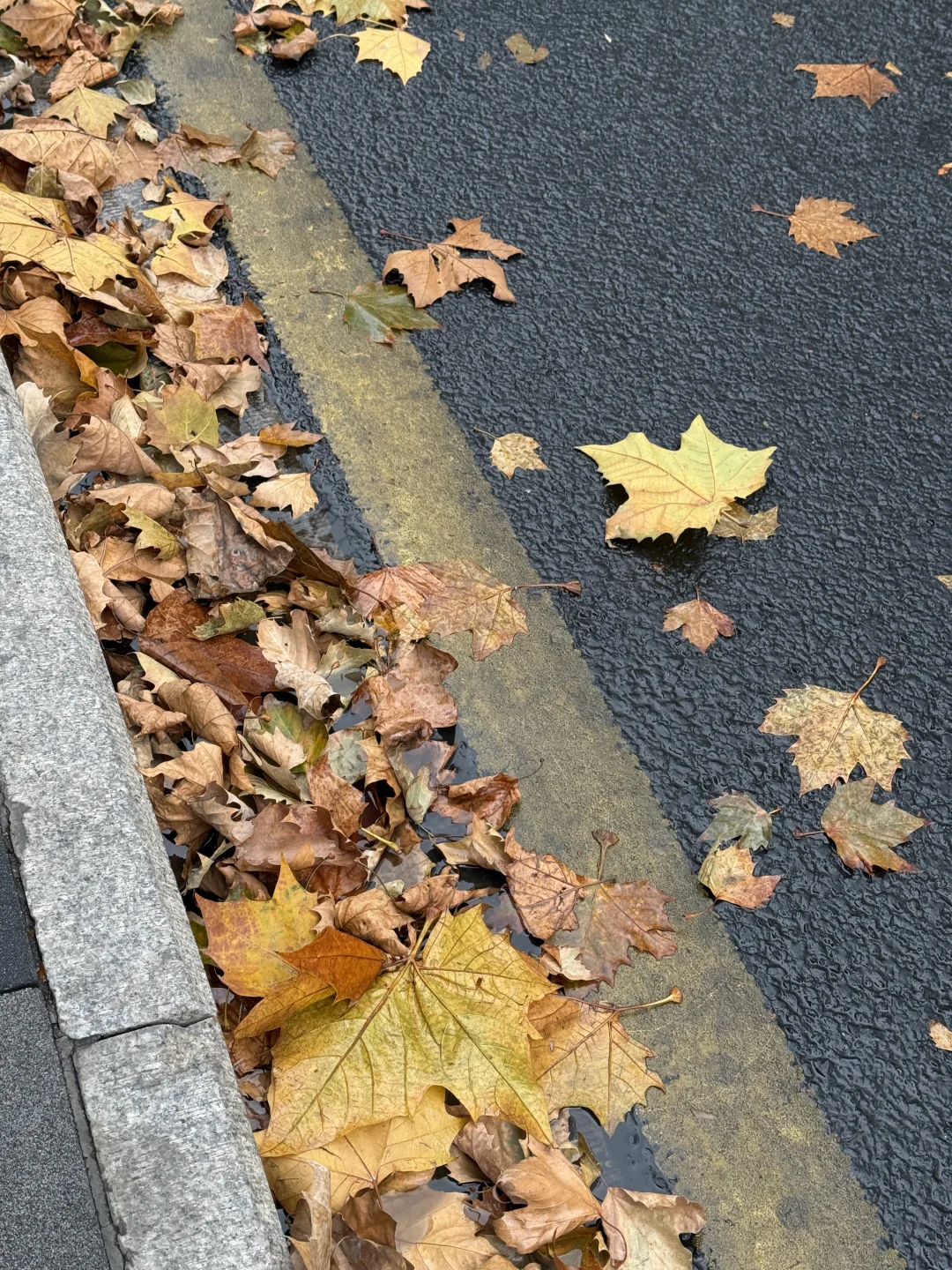 12.13实况🍁今天的十全街顶级浪漫