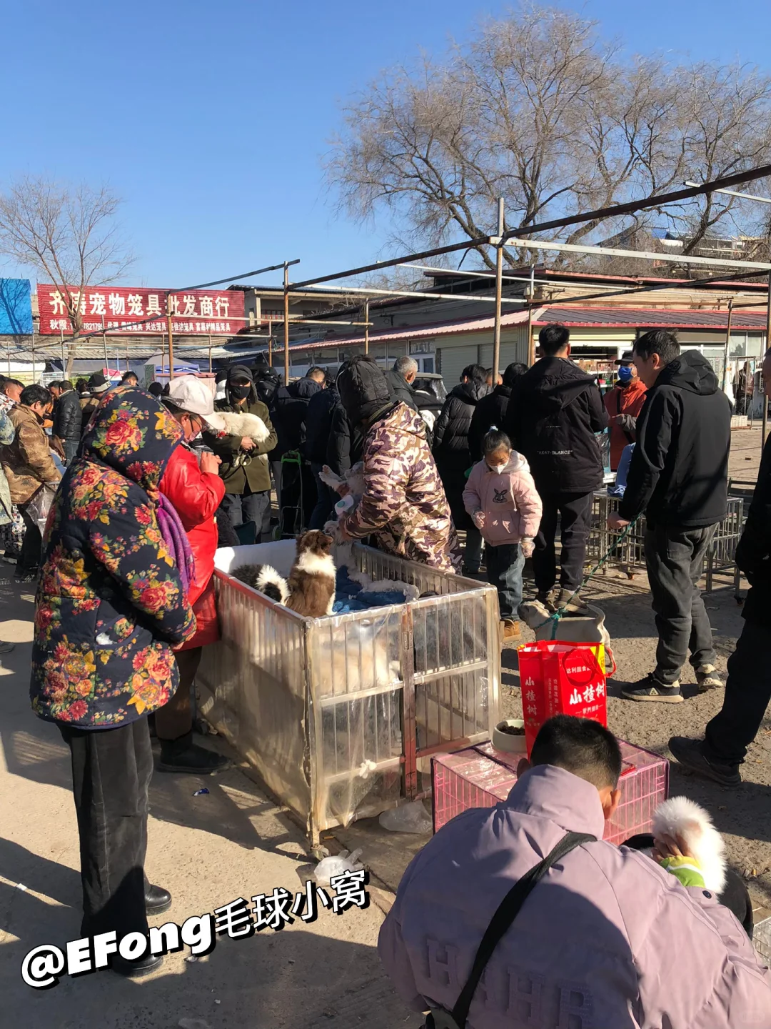 南京宠物市场今天带大家来看看😍
