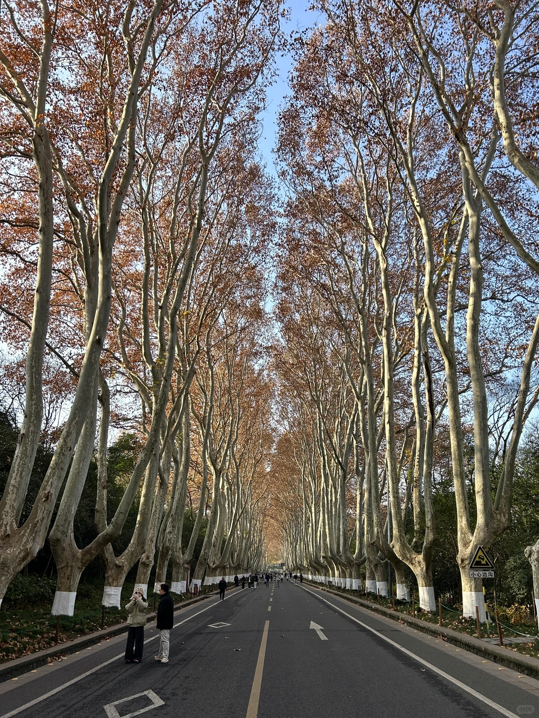 12.14 南京梧桐大道实况…