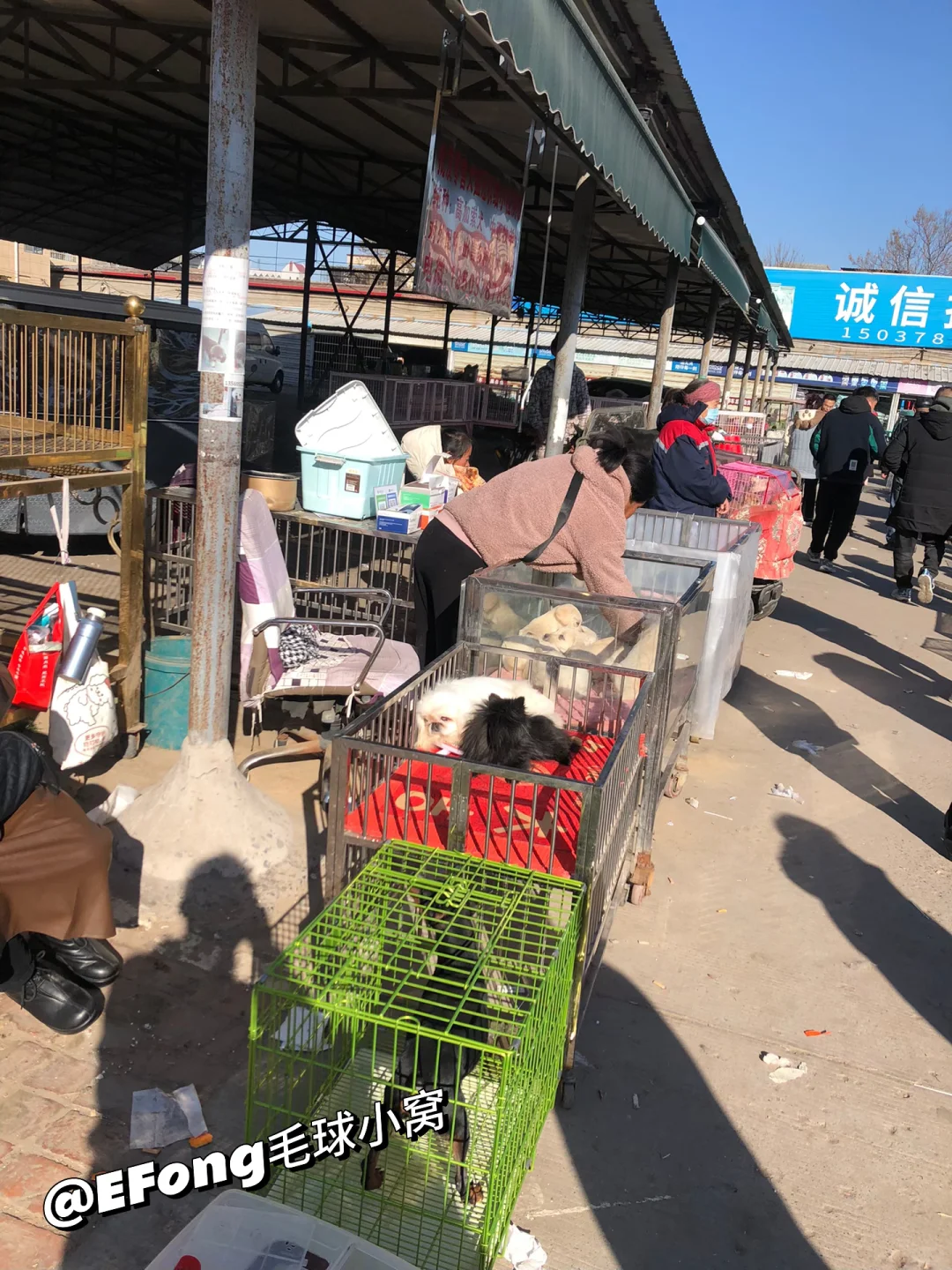 南京宠物市场今天带大家来看看😍