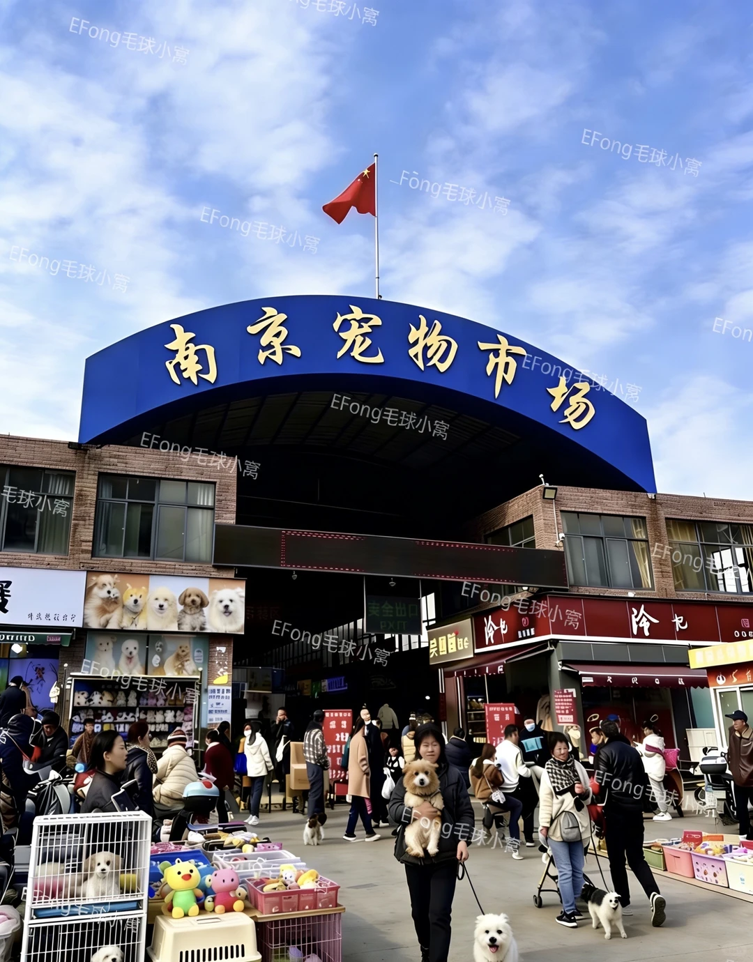 南京宠物市场今天带大家来看看😍