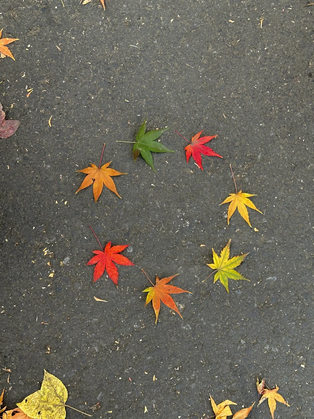 12月实况！南京的深秋真的美疯了！！