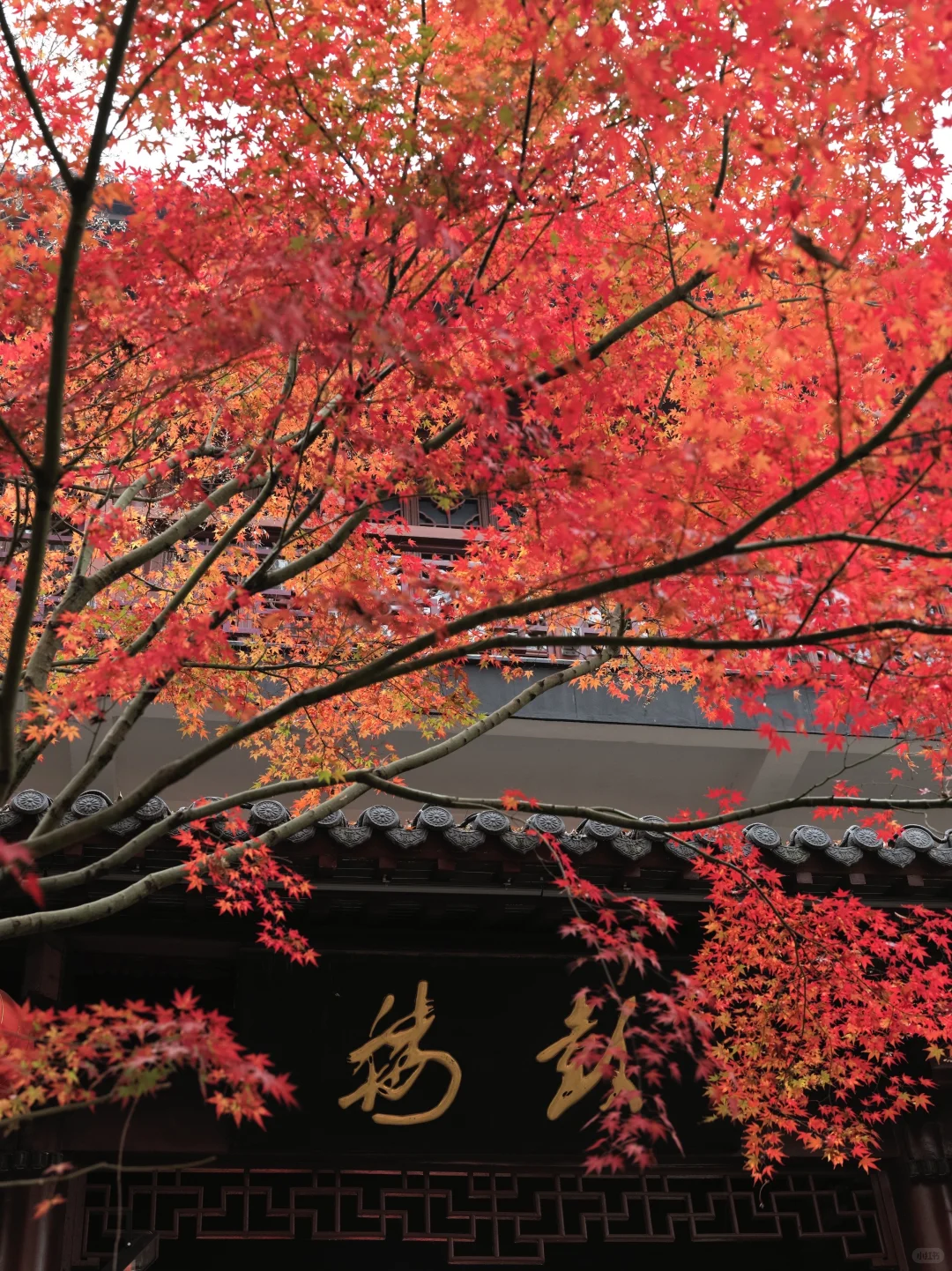 昨天的栖霞山美到封神！！！