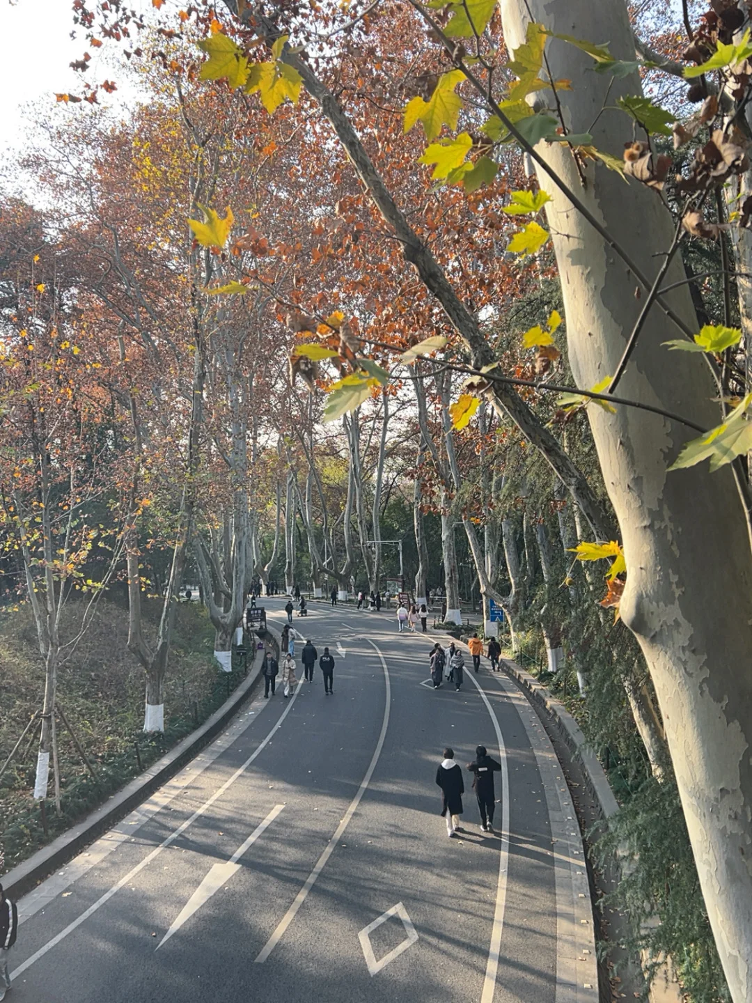 在南京咔咔一顿拍🍂