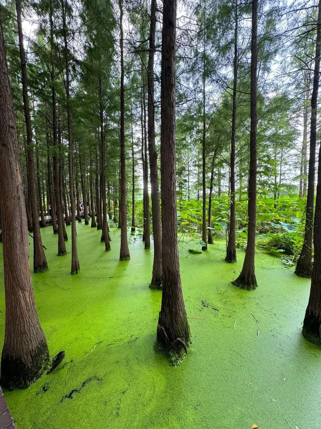 徐州Plog🌳