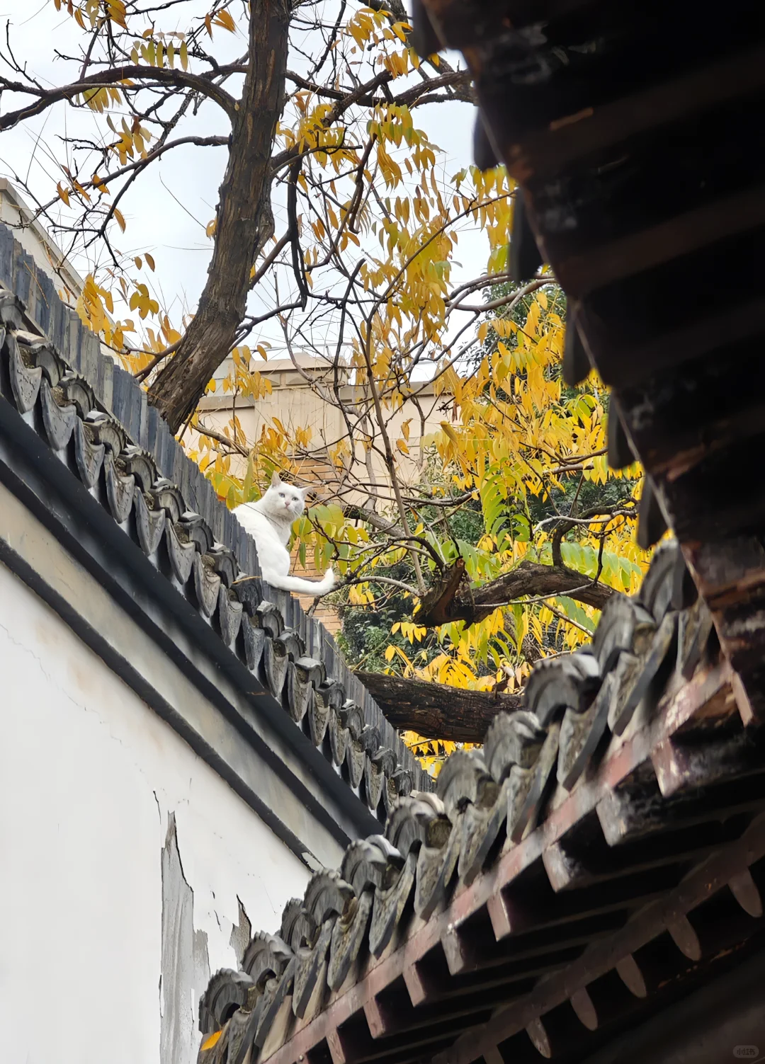 [ 南京]总统府的猫咪向你点了个赞