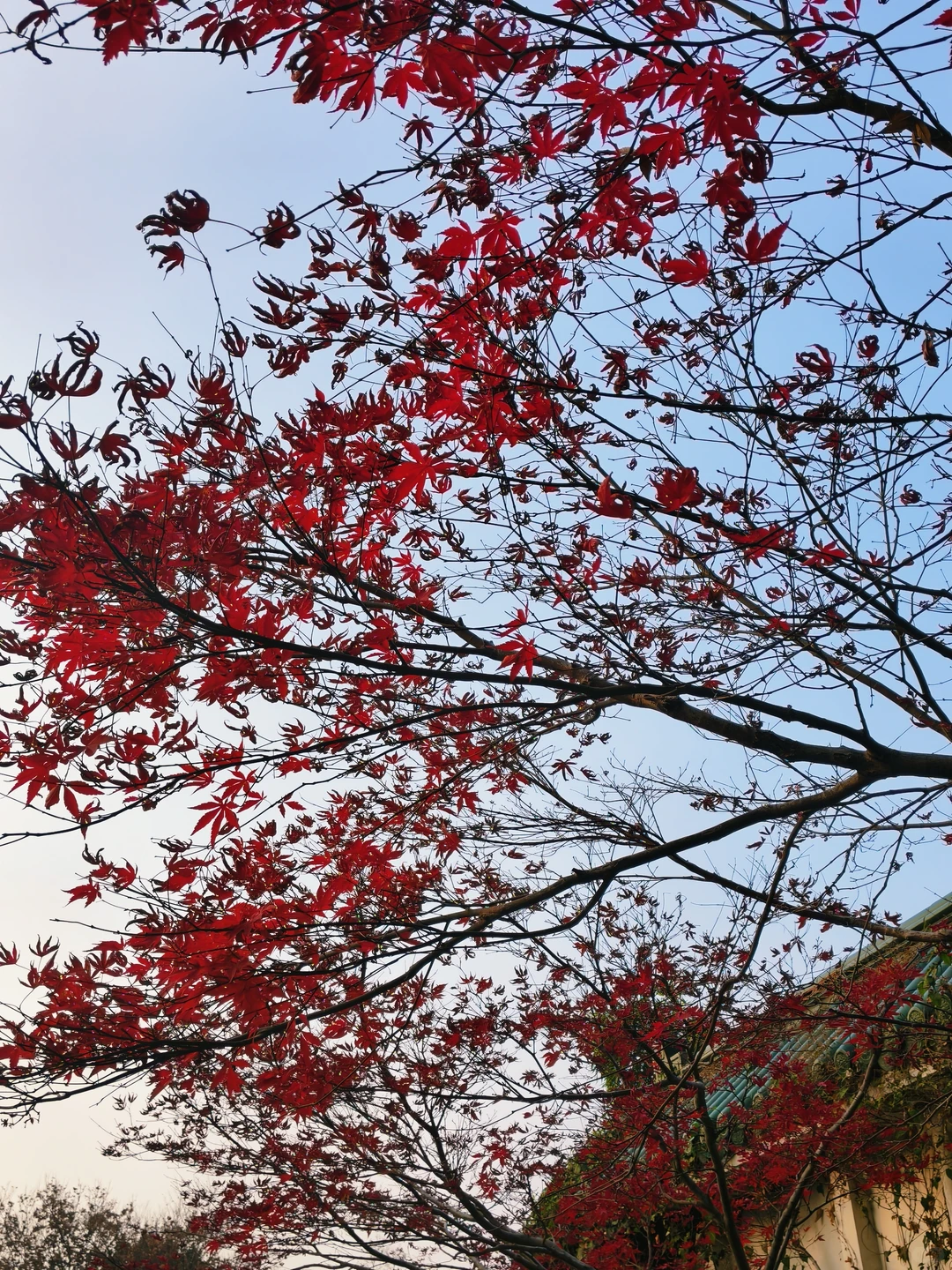 12.17的南京