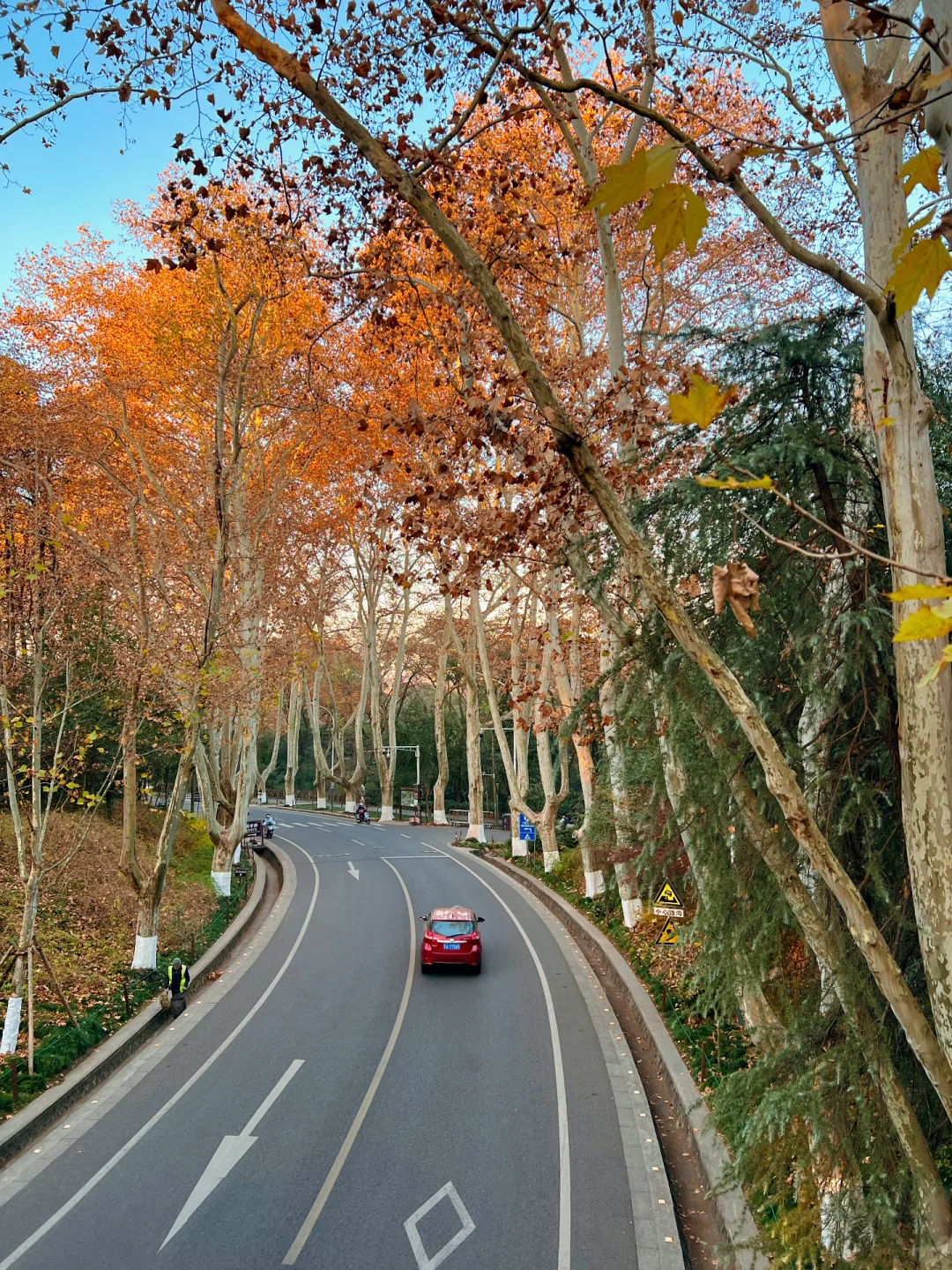 12.15日南京梧桐大道🍁 live实况