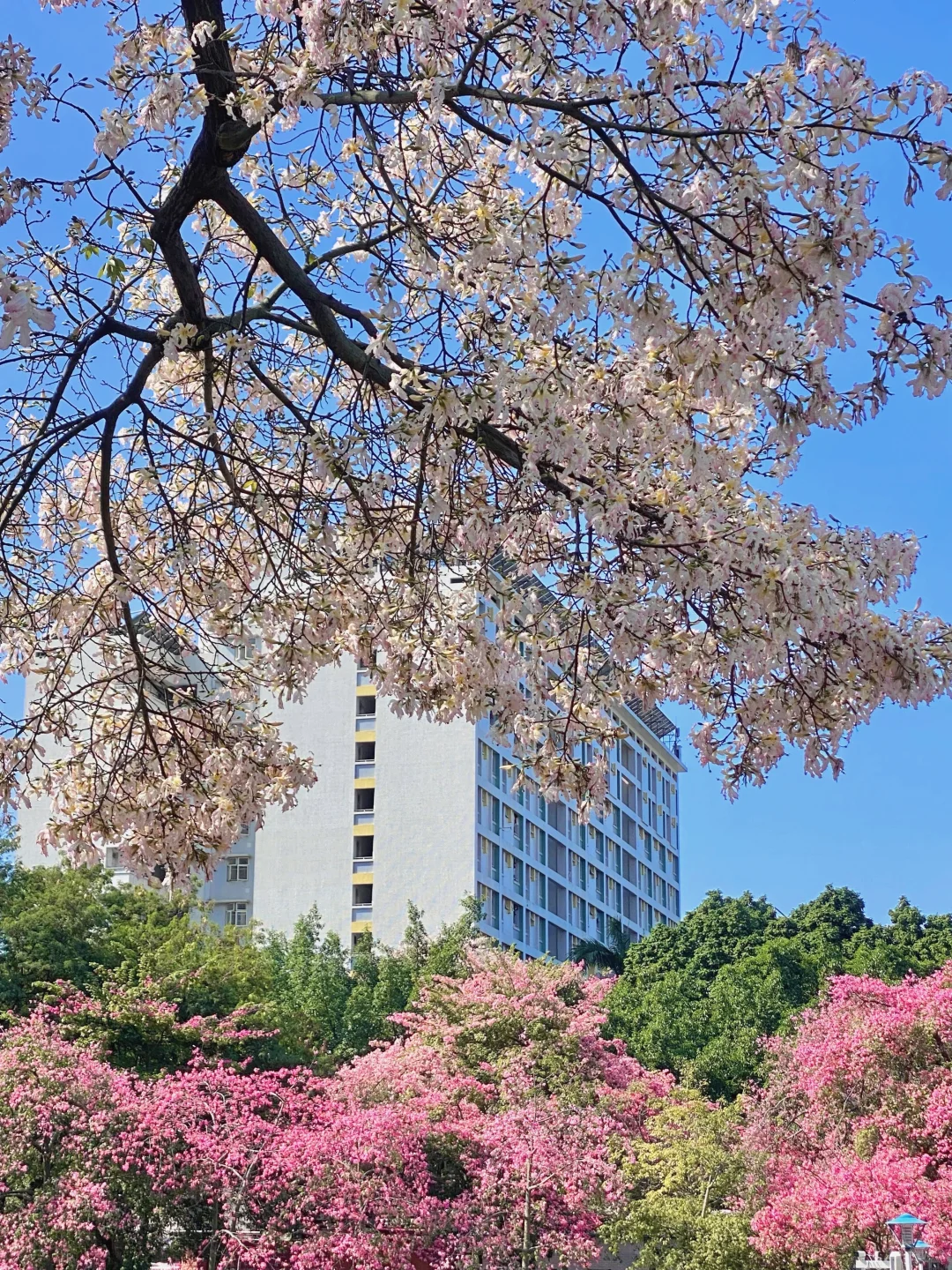 Live图🌸一棵树就是…广州一场盛大的秋冬！！