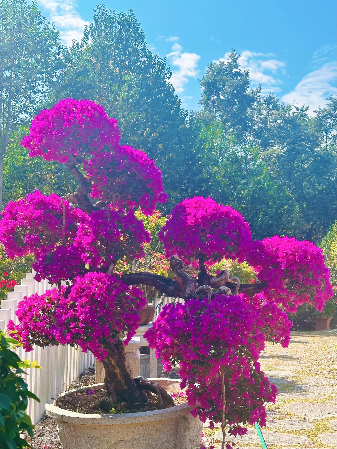 东莞植物园