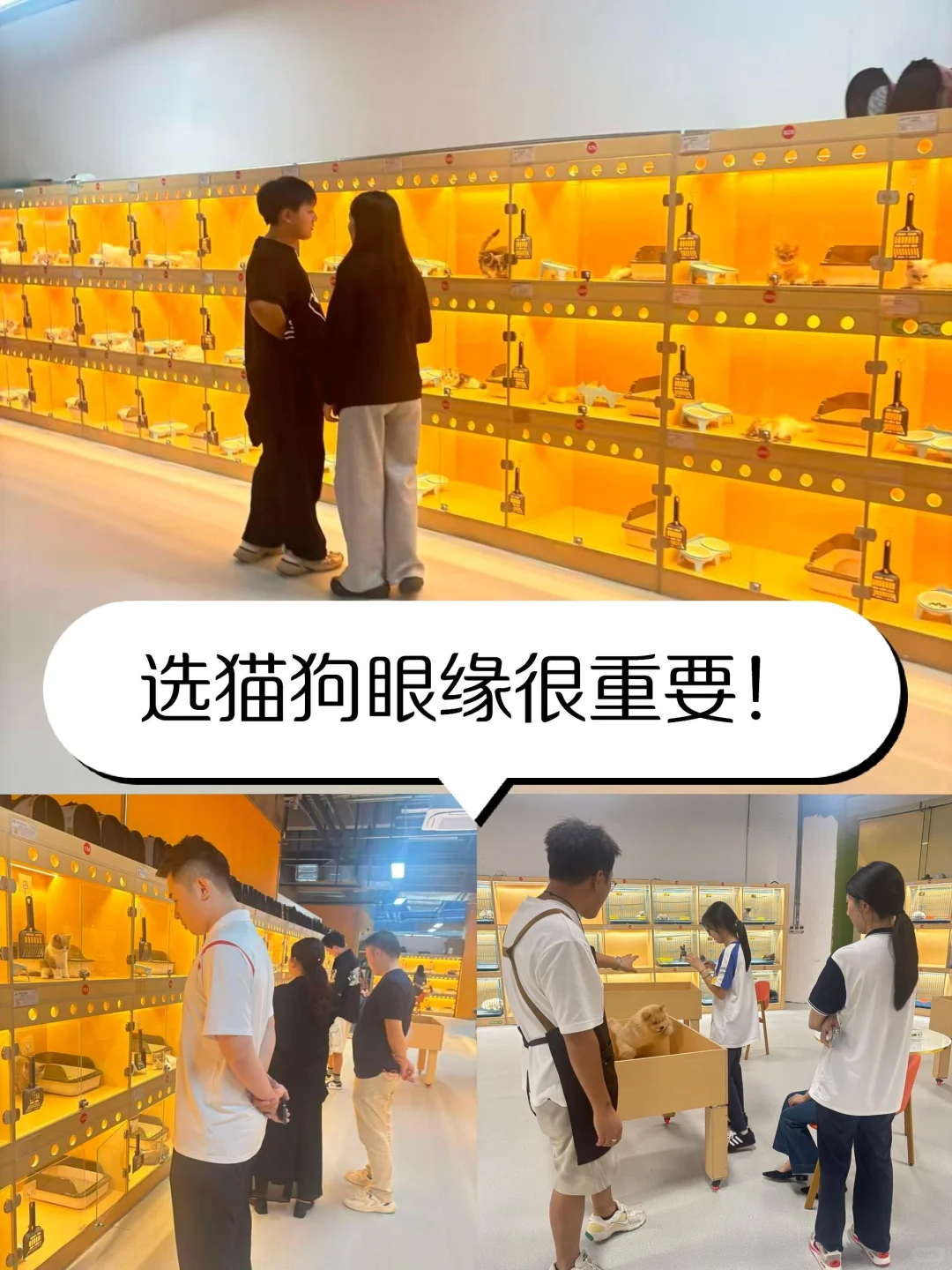 深圳大型宠物基地🔥喜欢猫猫狗狗的看过来🔥