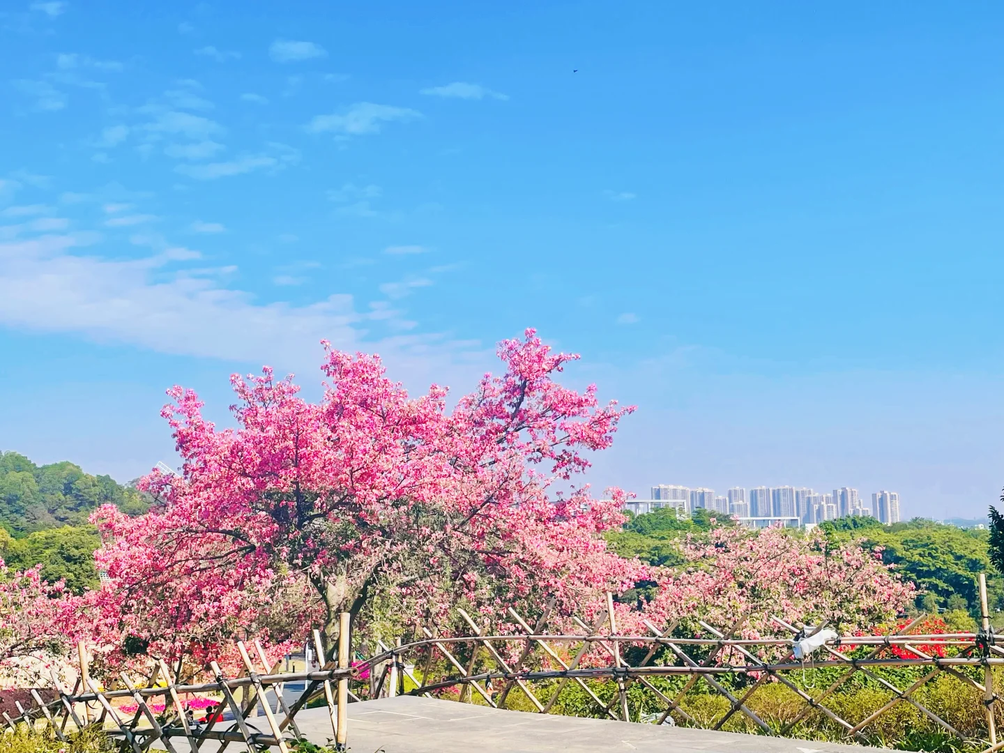 东莞植物园