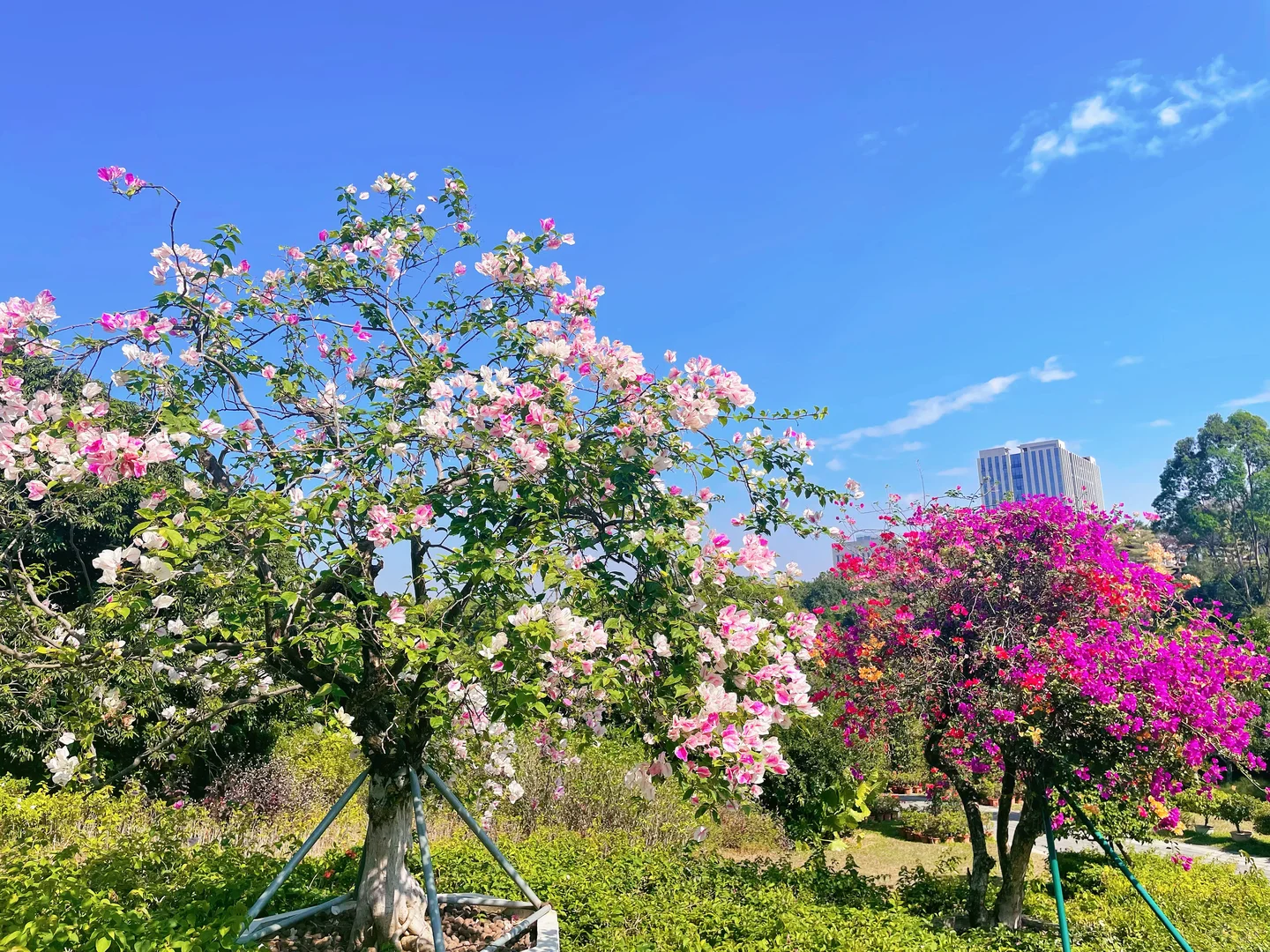 东莞植物园