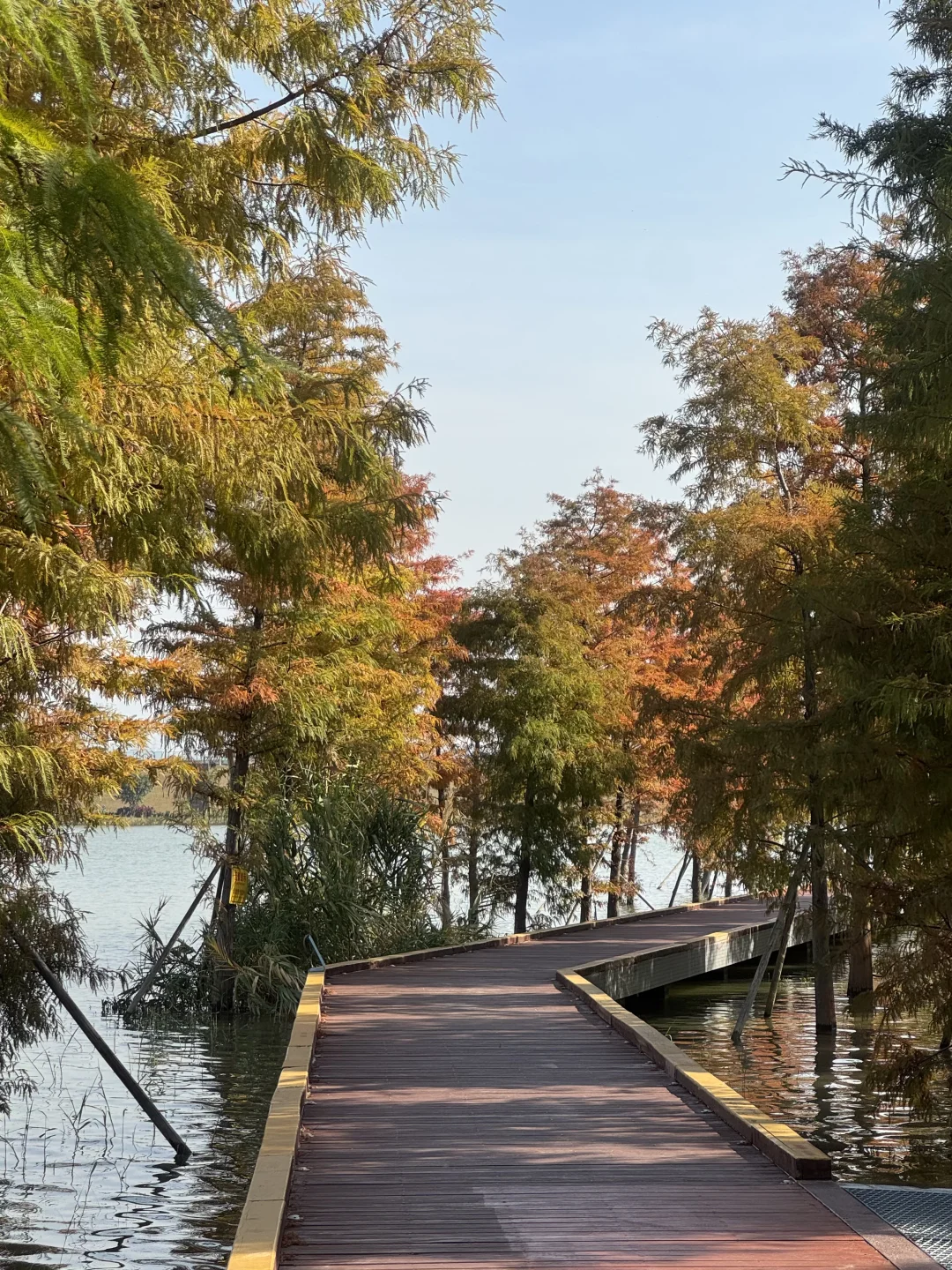 深圳实况｜新的湿地公园落羽杉已红🍁附机位