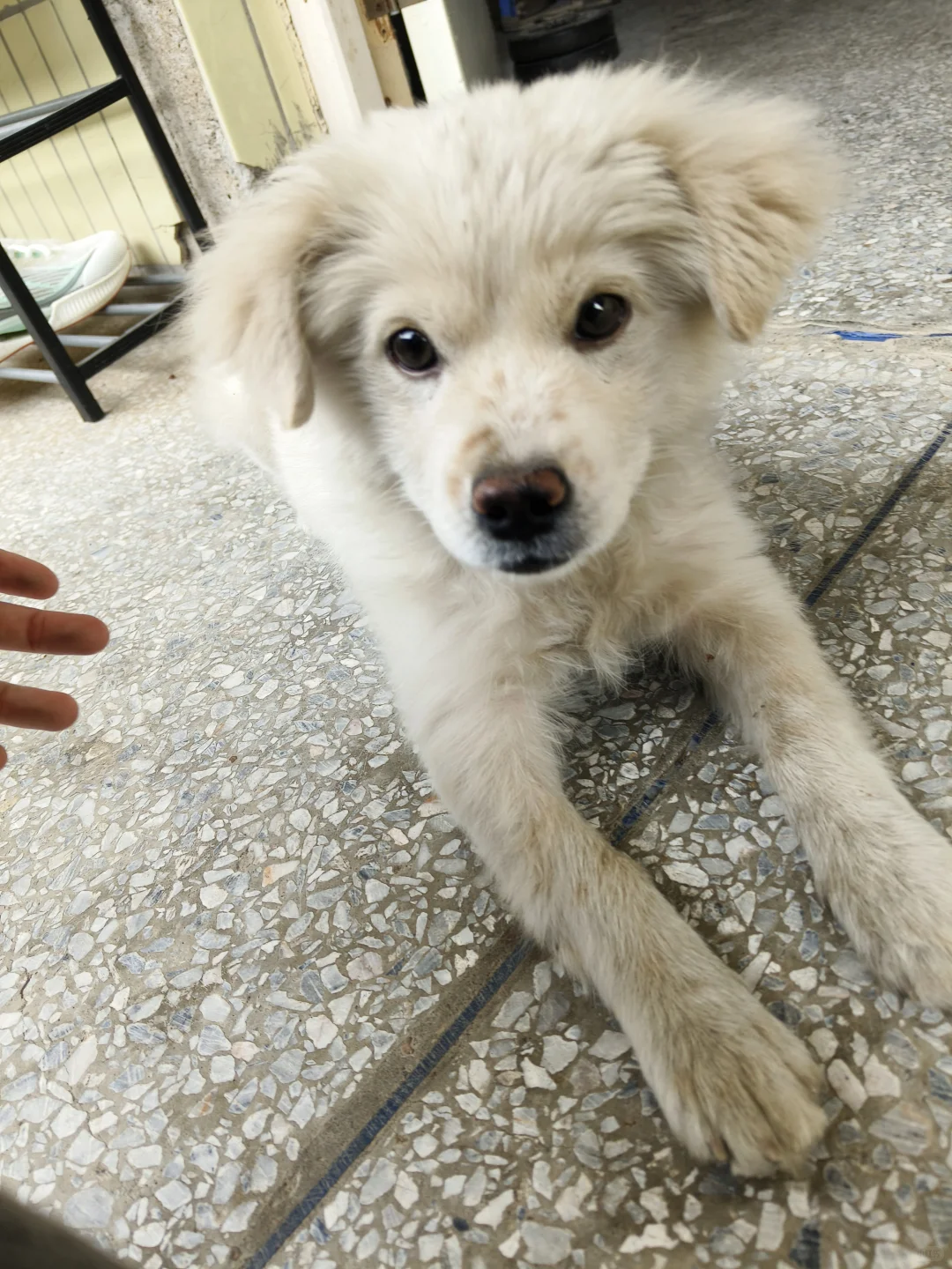 东莞免费领养