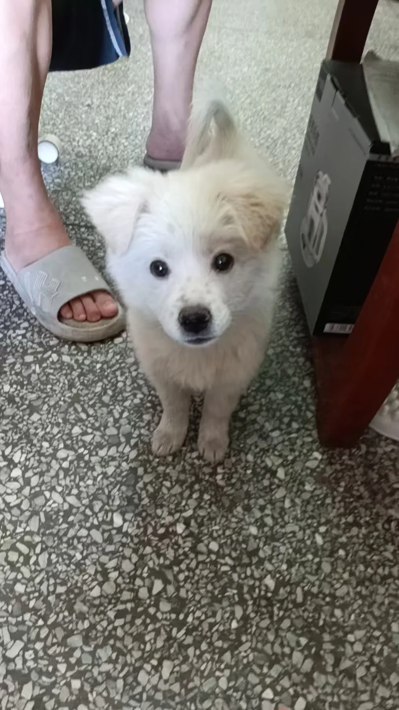东莞免费领养
