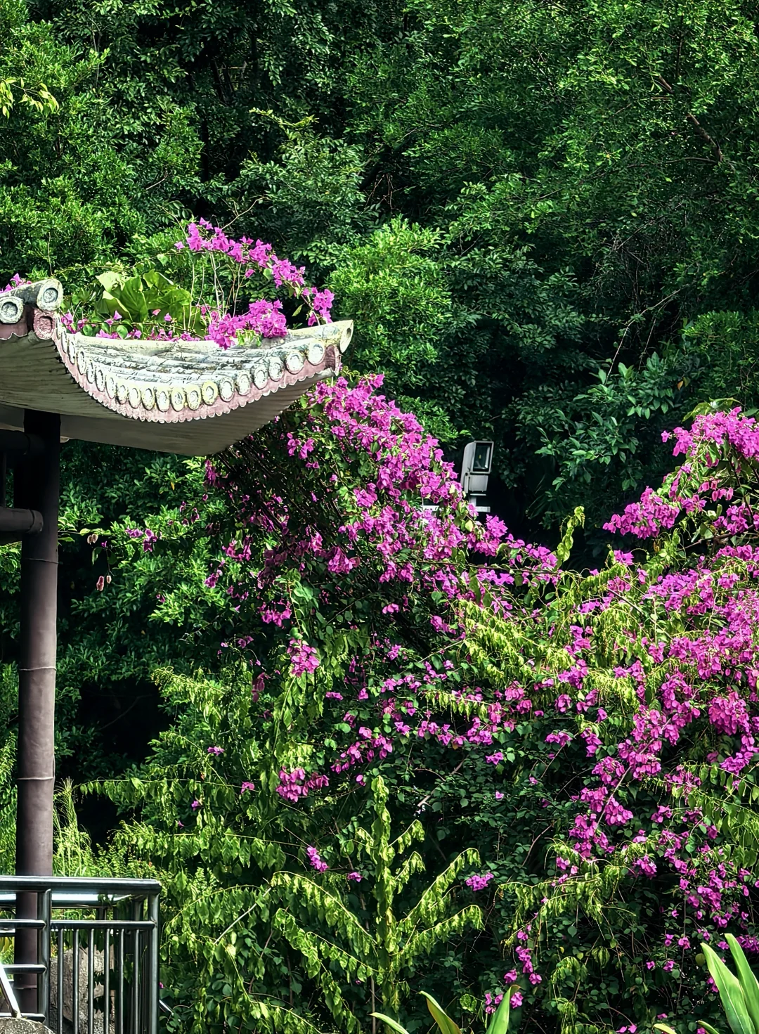 深圳历史最悠久的公园-中山公园