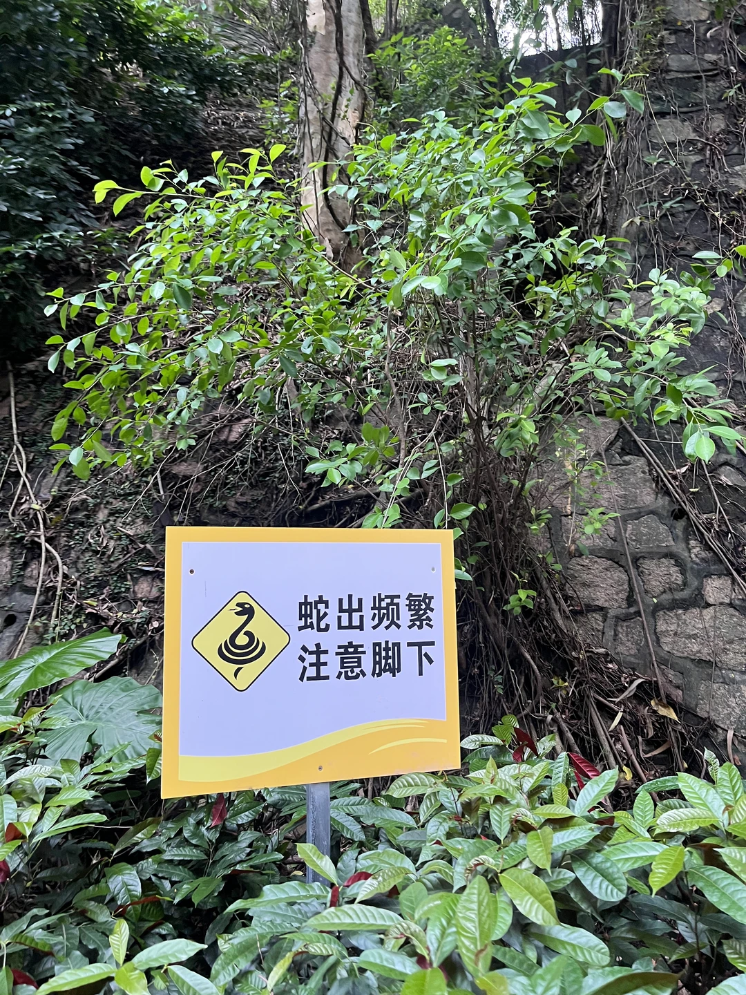 深圳｜大南山