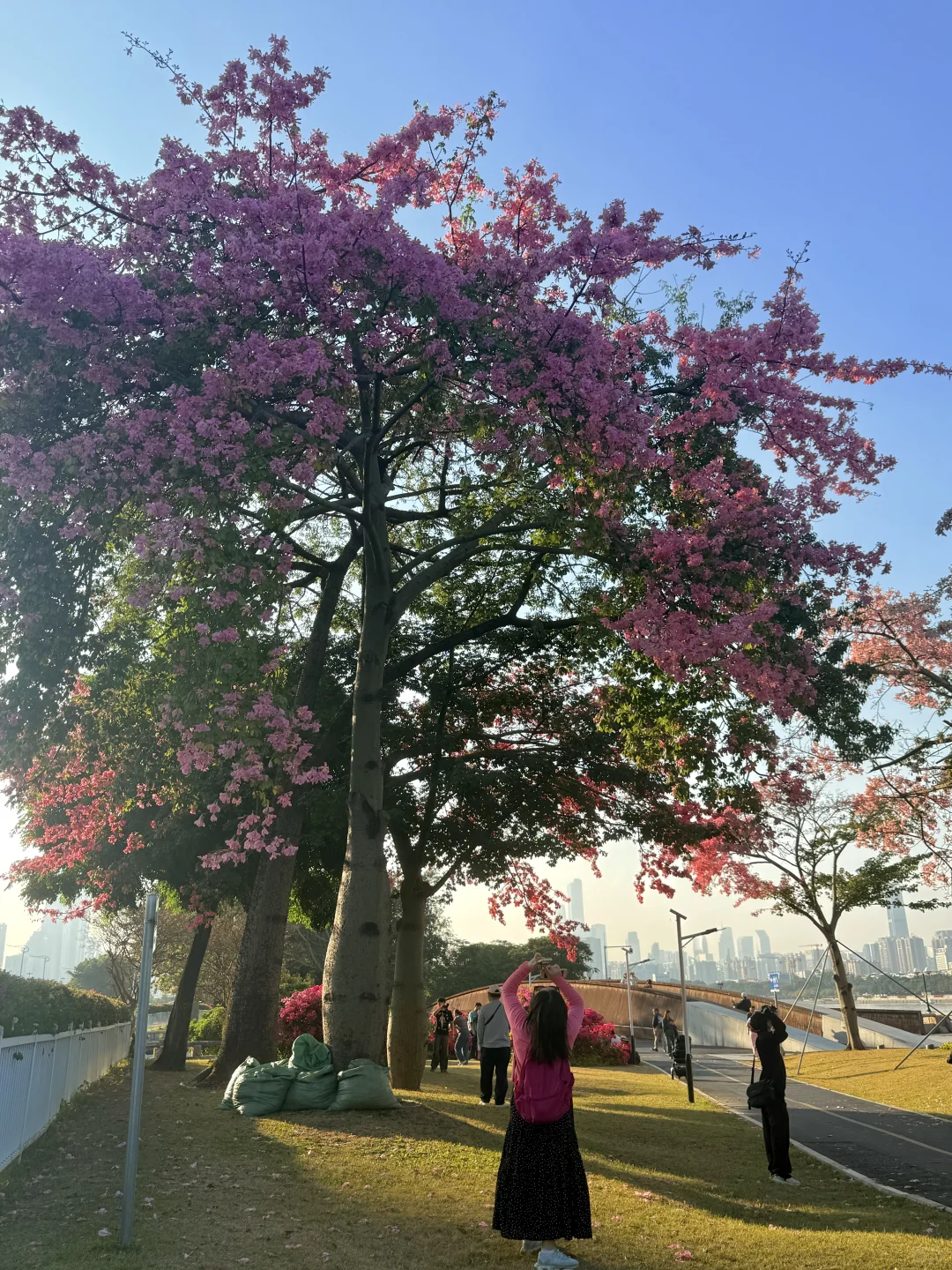 12.1live实拍 广州🌸拍到了动漫的花海列车