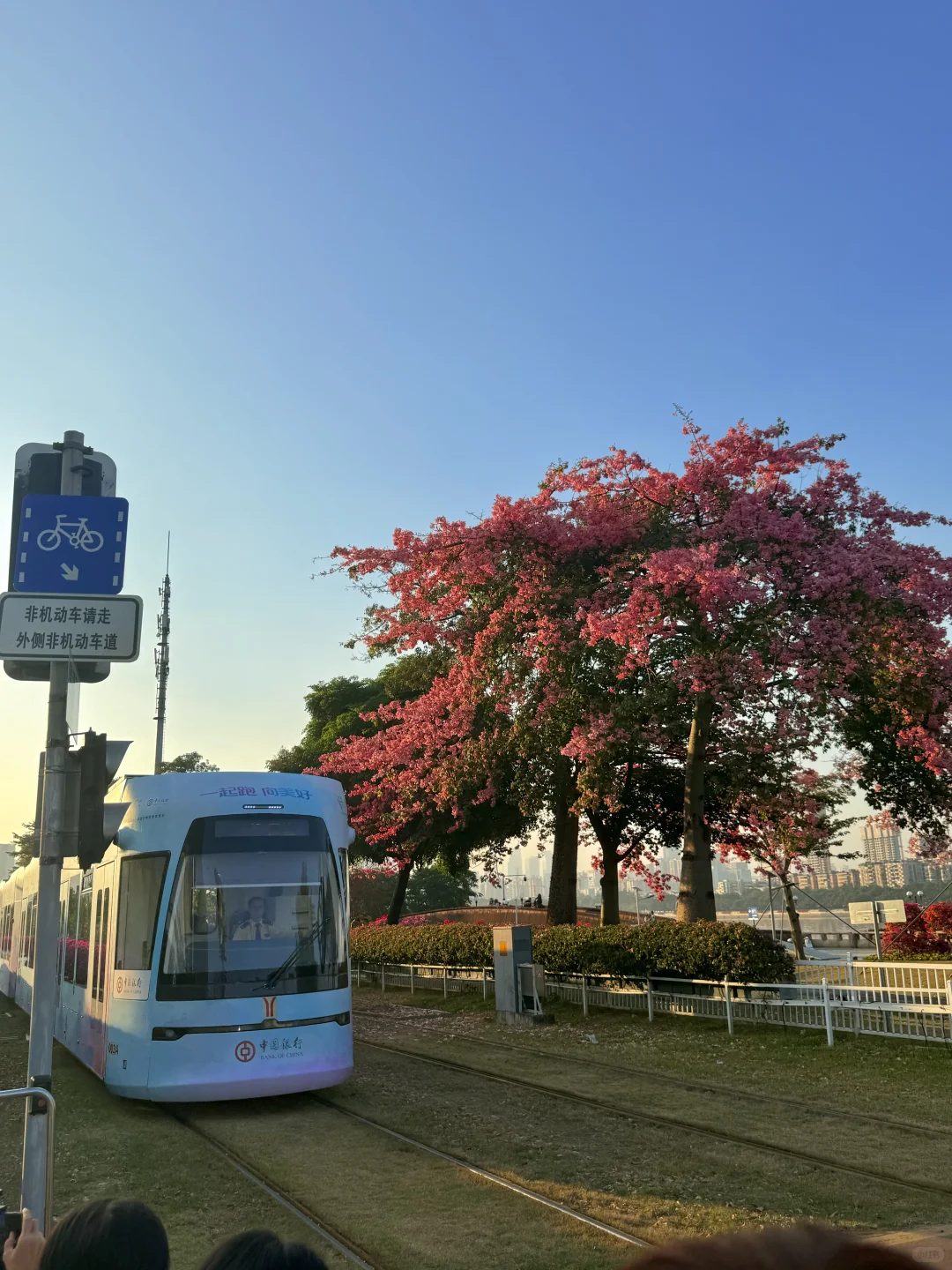 12.1live实拍 广州🌸拍到了动漫的花海列车