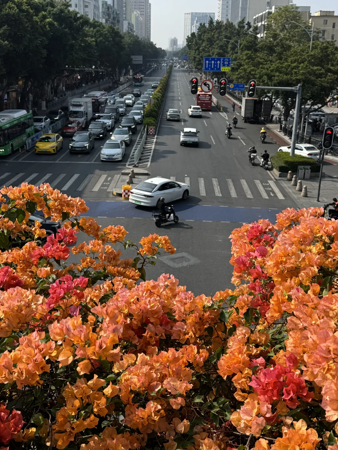 后来我逢人便说广州的十二月有多美