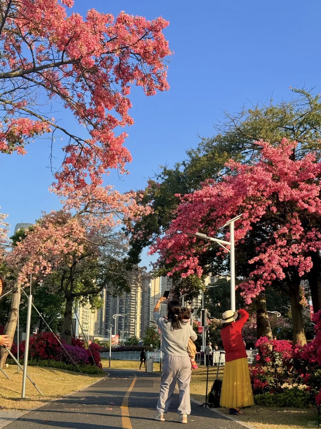 12.1live实拍 广州🌸拍到了动漫的花海列车