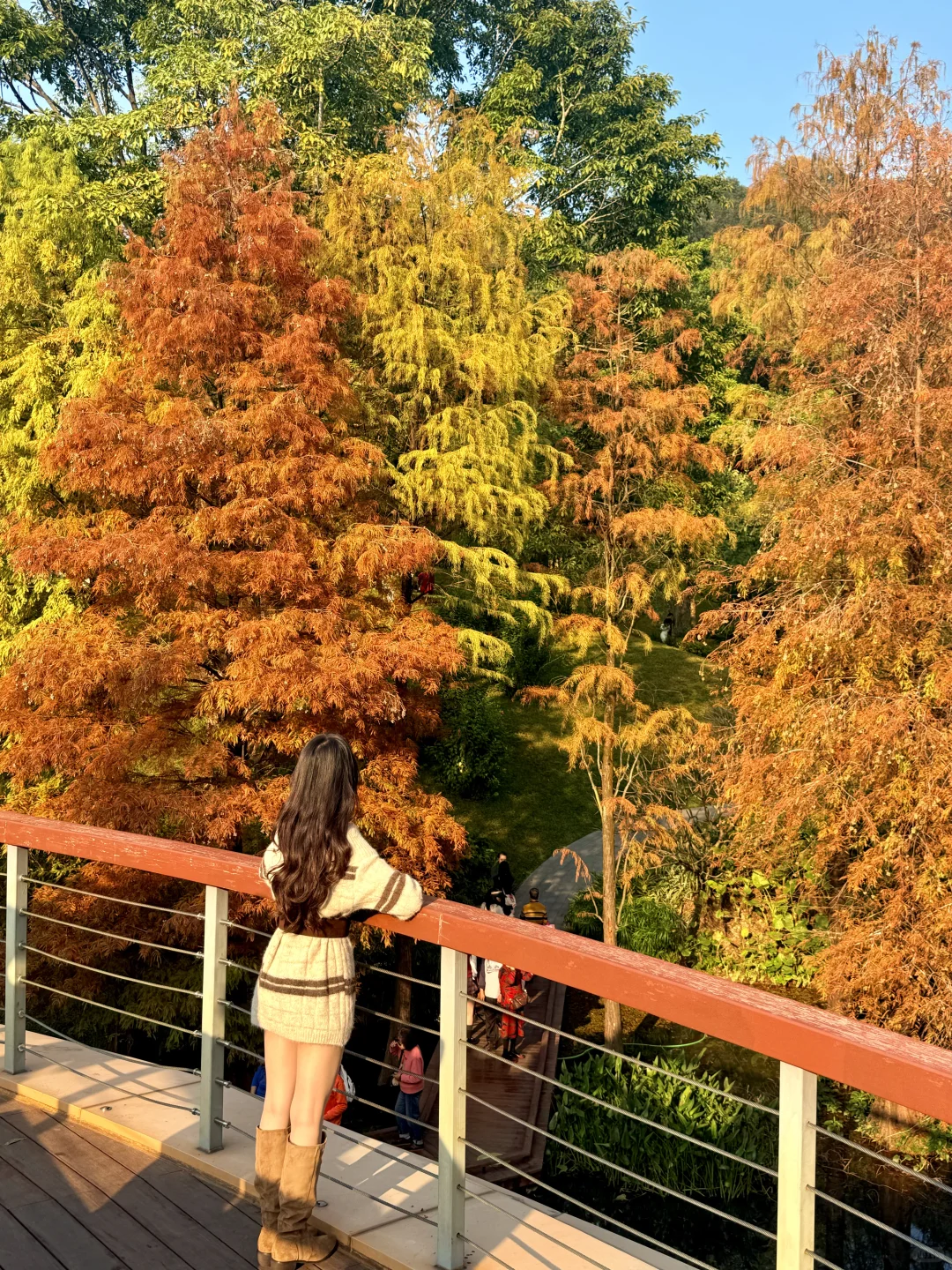 12.8live实况 广州落羽杉红啦🍁0元打卡攻略